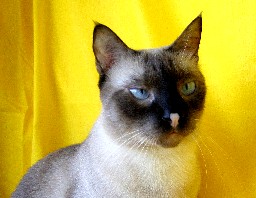 gatto thai