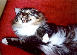 gatto norvegese