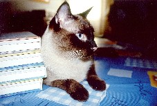 gatto siamese