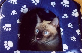 gatto siamese