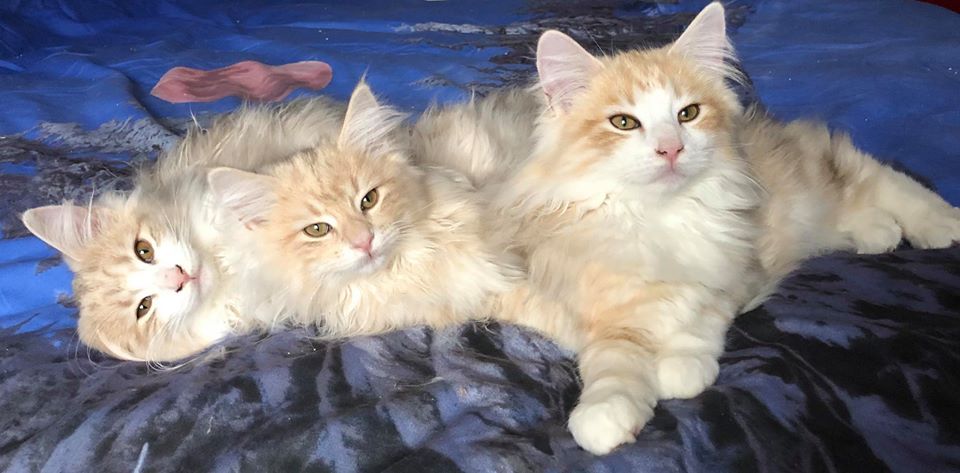 Cuccioli Gatti Norvegesi Norwegian Forest Cat Kittens Available