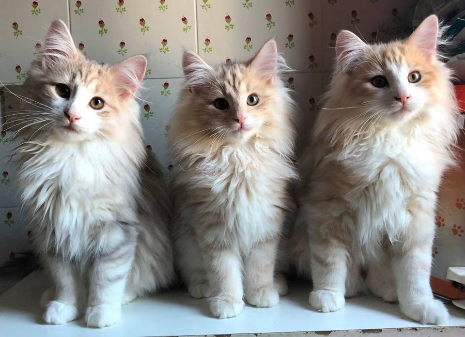 Cuccioli Gatti Norvegesi Norwegian Forest Cat Kittens Available